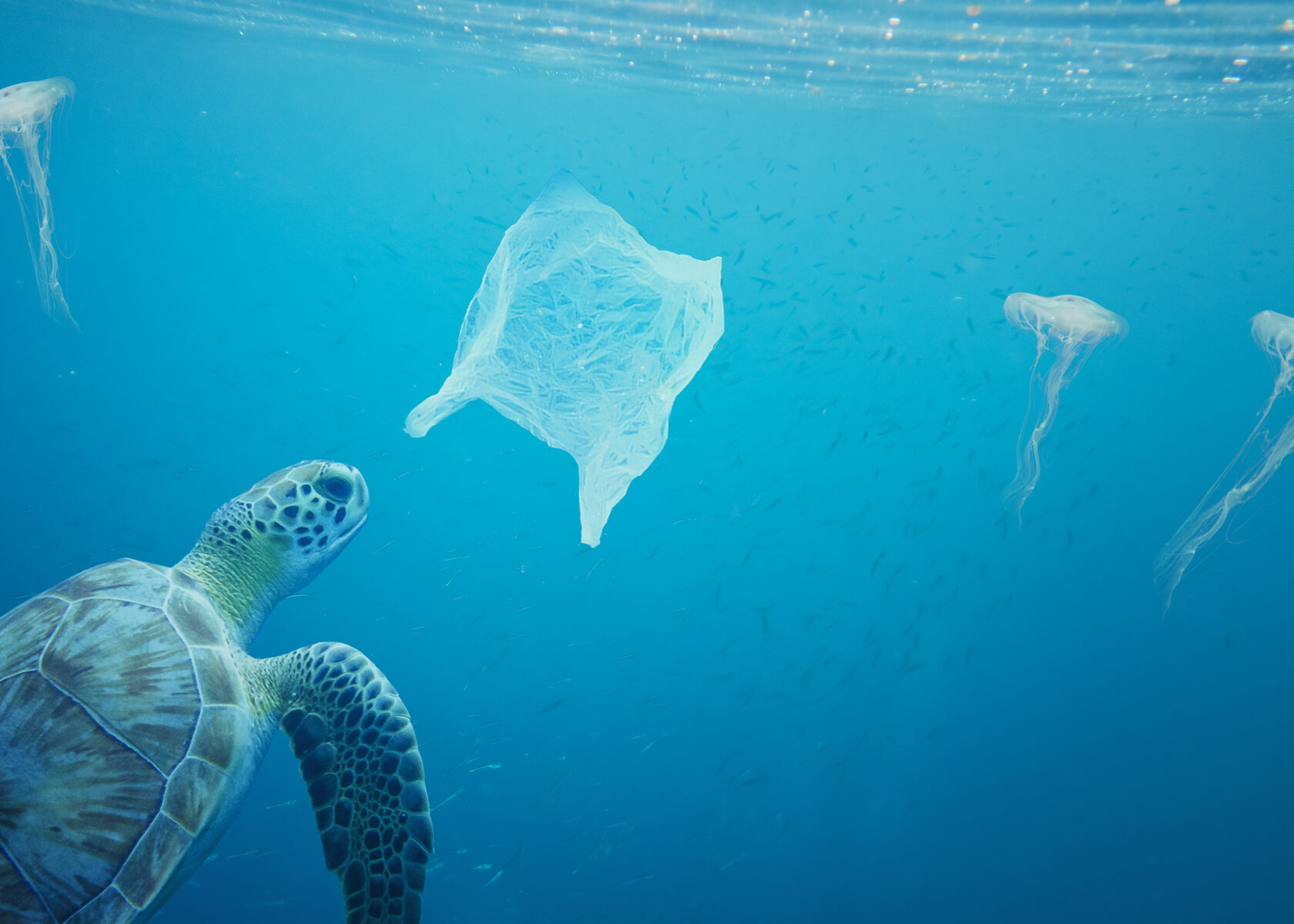 A turtle swims behind a plastic bag under the ocean