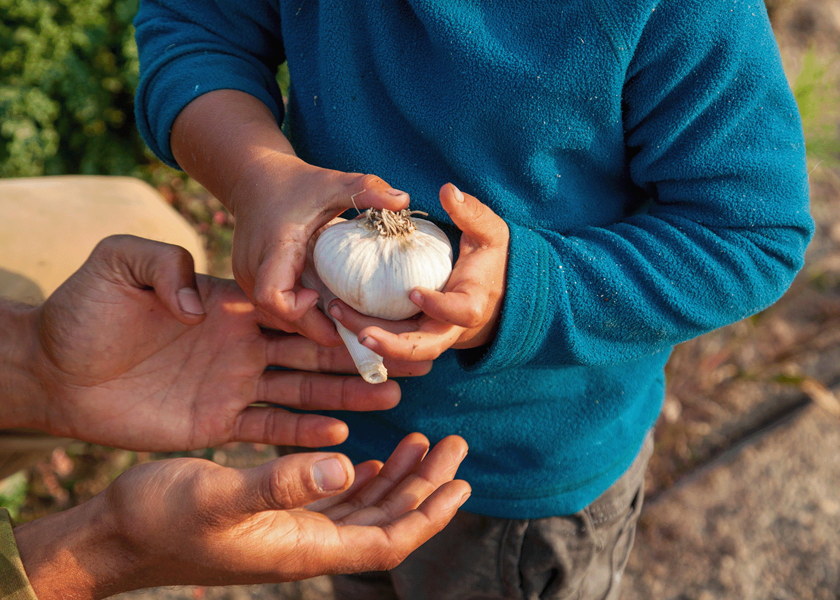 close up of child hands holding garlic