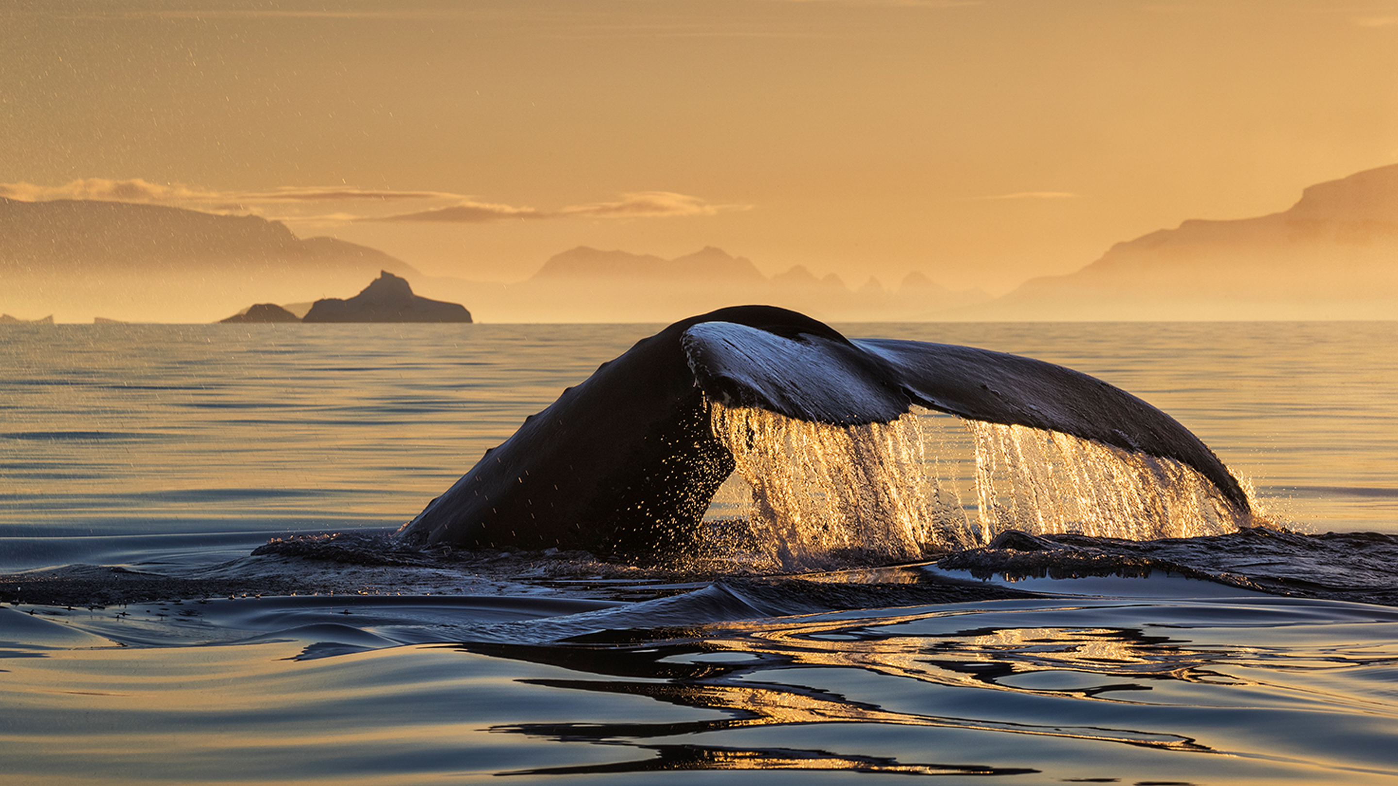 A whale's tail breaking the ocean surface with mountains and a sunset in the background