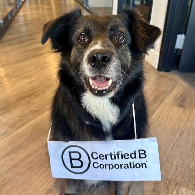 photo of a black dog wearing a paper sign that reads "Certified B Corporation"